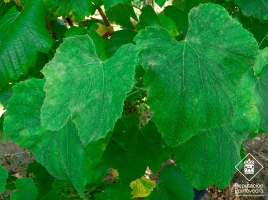 Phytosanitary alerts by the Regional Government of Galicia regarding dangerous pests, or adverse meteorological conditions affecting vineyards on date 14.08.2015